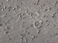 Tympanotonos fuscatus