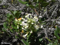 Escallonia illinita