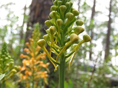 Platanthera × lueri