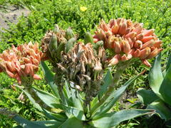 Aloe ecklonis