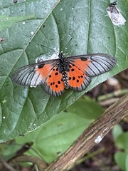 Acraea iturina