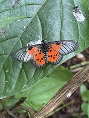 Acraea iturina
