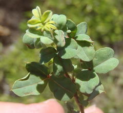 Indigofera erecta