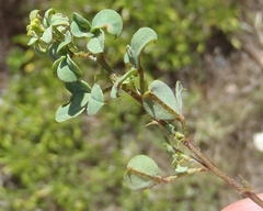 Indigofera erecta