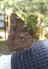 Historis acheronta