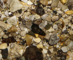 Microcolpia daudebartii daudebartii