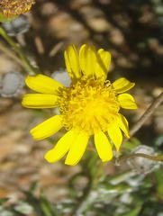 Senecio ilicifolius