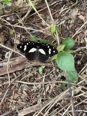 Aterica galene extensa