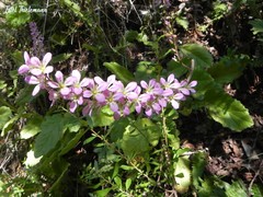 Francoa appendiculata