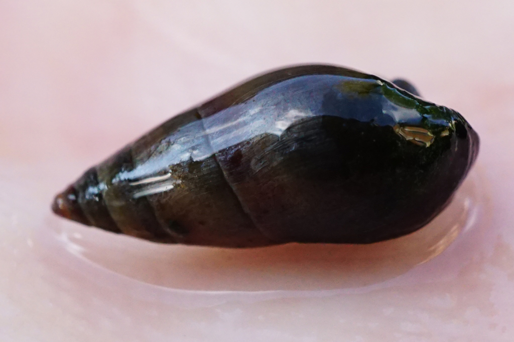 Microcolpia daudebartii daudebartii