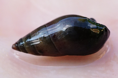 Microcolpia daudebartii daudebartii