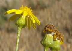 Senecio ilicifolius