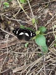 Aterica galene extensa