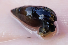 Microcolpia daudebartii daudebartii