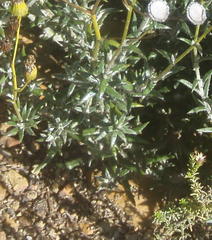 Senecio ilicifolius