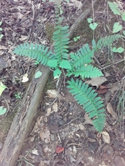 Polystichum acrostichoides