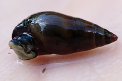 Microcolpia daudebartii daudebartii
