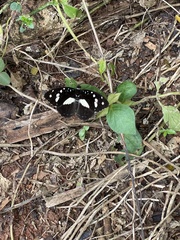 Aterica galene extensa