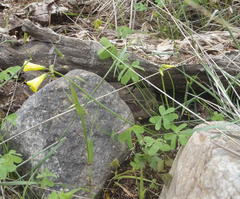 Oxalis pes-caprae pes-caprae