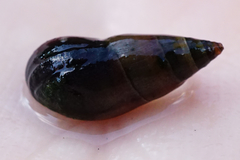 Microcolpia daudebartii daudebartii