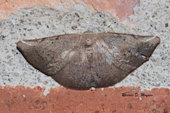Polla voraria
