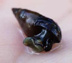 Microcolpia daudebartii daudebartii