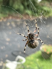 Araneus bicentenarius