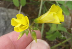 Oxalis pes-caprae pes-caprae