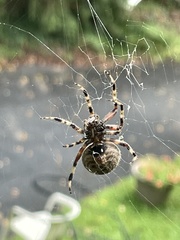 Araneus bicentenarius