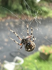 Araneus bicentenarius