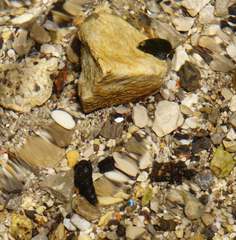 Microcolpia daudebartii daudebartii