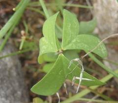 Oxalis pes-caprae pes-caprae