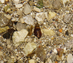Microcolpia daudebartii daudebartii