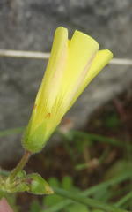 Oxalis pes-caprae pes-caprae