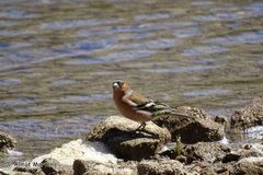 Fringilla coelebs balearica