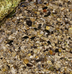 Microcolpia daudebartii daudebartii