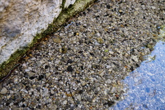 Microcolpia daudebartii daudebartii