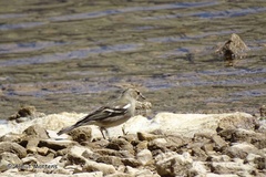 Fringilla coelebs balearica