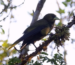 Psarocolius atrovirens