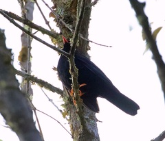 Turdus serranus