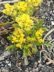 Lepidium flavum