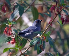 Diglossa caerulescens