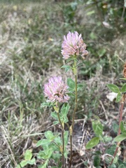 Trifolium pratense