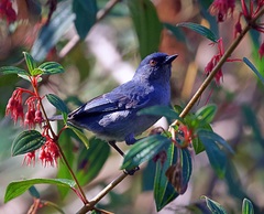 Diglossa caerulescens