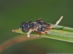 Ophiocordyceps dipterigena