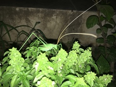 Acrometopa macropoda