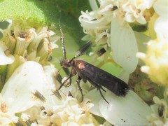 Acoloithus falsarius