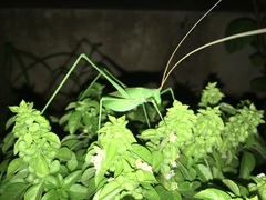 Acrometopa macropoda