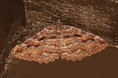 Triphosa