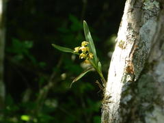 Polystachya sandersonii